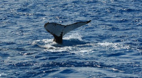 caccia.balene-giappone-rassegna-Orizzontinternazionali