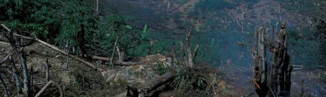 deforestazione-indonesia