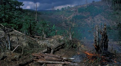 deforestazione-indonesia